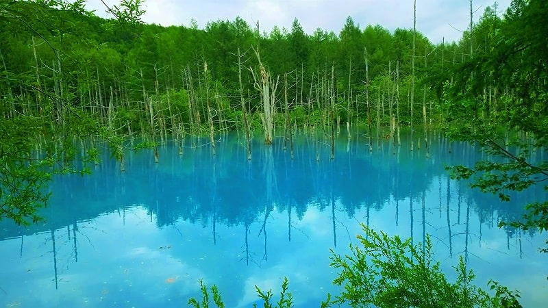 赤帽北海道の景色美瑛の青い池